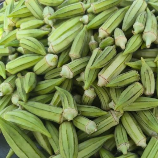 تصویر بامیه سبز تازه